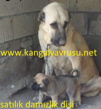 dişi kangal köpek