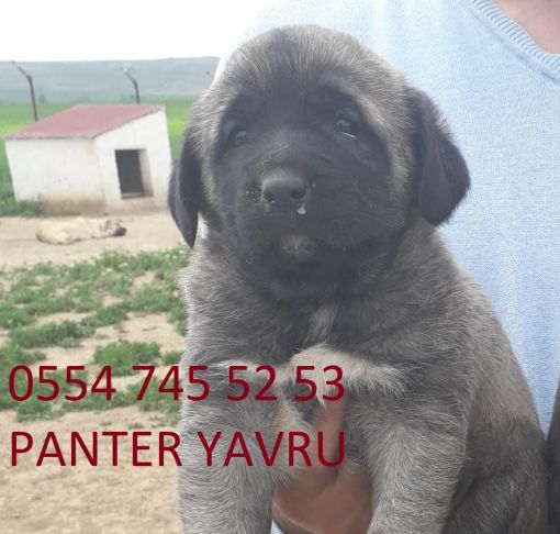 PANTER KANGAL Gerçek panter kangal yavrusu almak için SİVAS Altınyayla ilçesinden İsmail Akbulut Çiftlik sahibi ve üreticisi olarak tüm Türkiye hizmet vermektedir.