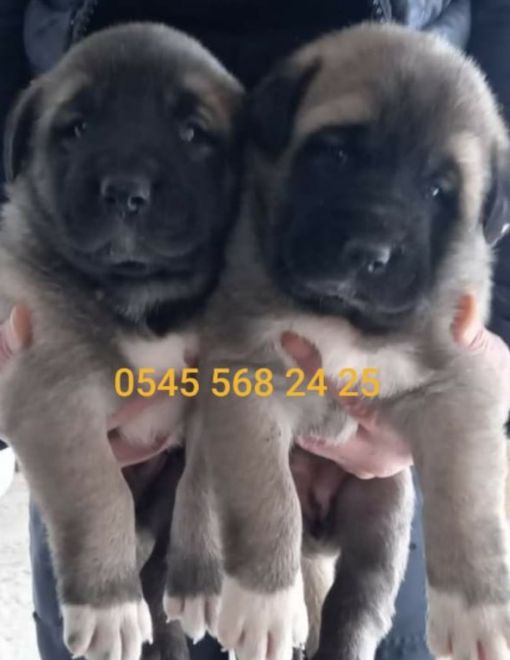 Satılık Yavrular satılık yavrular safkan kangal yavruları diriliş kangal çiftliği-üretici İsmail Akbulut