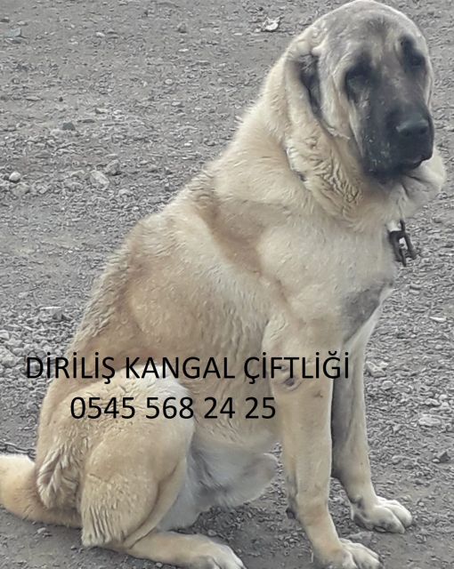  2023 diriliş kangal çiftliği/sahibinden kangal -diriliş kangal çiftliği/satılık kangal yavrusu 2023/ kangal kopek yavrusu 2023/ satılık kangal fiyatları 2023/ sahibinden ücretsiz kangal 2023/köpek dünyası 2023/ 