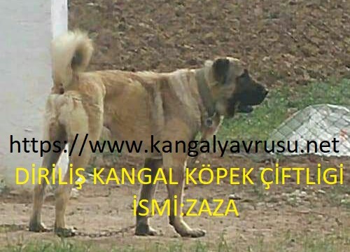  KANGAL YAVRUSU SATIŞLARI - kangal köpek çiftliği
