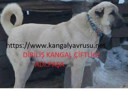  Türk çoban köpekleri,anadolu çoban köpekleri,kangal çoban köpegi satışlarımız devam etmektedir.