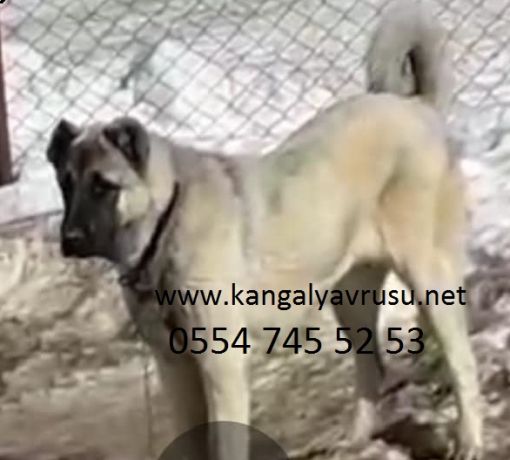 Kangal köpek isimleri-kangal köpekleri özellikleri Kangal köpek isimleri-kangal köpekleri özellikleri,ucuz kaliteli kangal yavrusu sahiplenmek için Diriliş kangal çiftliğimize bekleriz