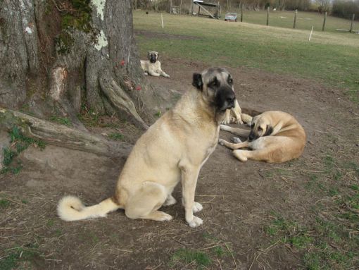dişi köpekler