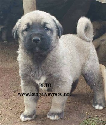 Satılık erkek yavru kangal erkek kangal yavrusu
