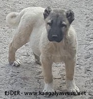 SATILIK ÖZ SİVAS KANGAL YAVRULARI Öz Sivas kangalları