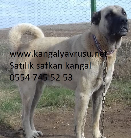 Kangal yavrusu fiyatları, satışı ve sahiplenme Kangal yavrusu fiyatları, satış ve sahiplenmek için ilan ve reklamrdan takip edebilirsiniz.kıf secereli yavru kangal satışlarımız başlamıştır.