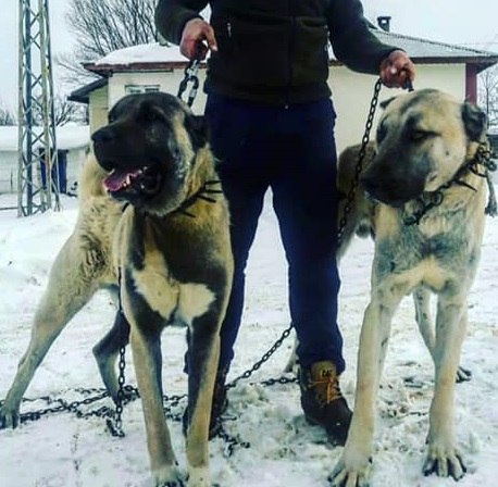  Anadolu çoban köpeği üretim çiftliği sahibi ismail akbulut.Yetişkin anadolu çoban köpekleri uygun fiyata yeni sahiplerini beklemektedir.