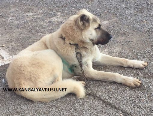 Kangal Kopek Ozellikleri Kangal Ciftligi