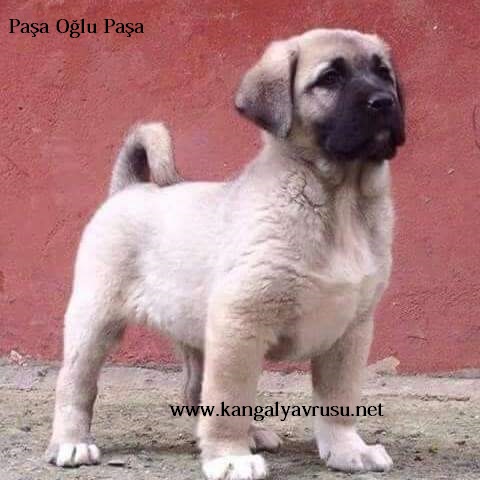 DEV KANGAL YAVRUSU PAŞA Dev kangal köpeği yavrusu paşa