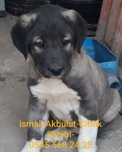  Satılık Kangal -İsmail Akbulut Kangal köpeği Yetişdiricisi Sivas