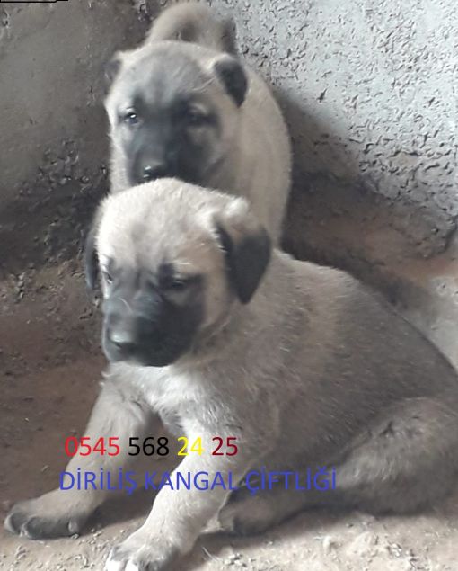 Satılık kangal İstanbul  2021 
