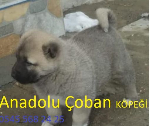  Anadolu çoban köpeği-satılık Anadolu çoban köpeği kangal yavrusu Satışlarımız Diriliş kangal köpek çiftliğinde üretimi ve satımı yapılmaktadır. Anadolu çoban köpeği yavru fiyatlarımız 900 tl başlamaktadır.