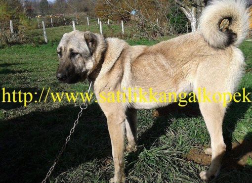  Damızlık dişi kangal köpek isimleri.safkan 1 yaşında esmer yavru anne ve baba has sivas kangalı.