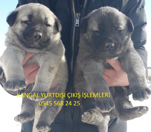  Satılık kangal ALMANYA/Satılık kangal Azerbaycan Yurtdışı kangal köpek çıkış işlemleri