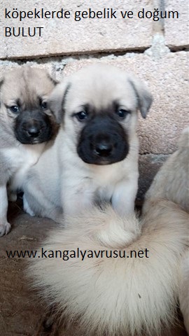 Köpeklerde gebelik ve dogum