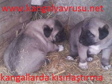 Kangallarda Kisirlastirma Satilik Kangal