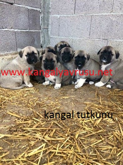  KANGAL TUTKUNU