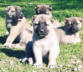 Kangal köpek dünyası