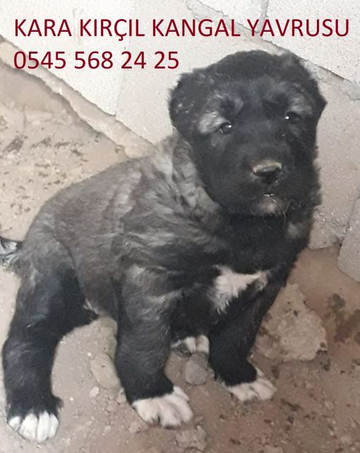  kara kırçıl koca kafa panter kangal çiftLigi  İsmail Akbulut