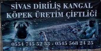 Diriliş kangal köpek üretim çiftliği