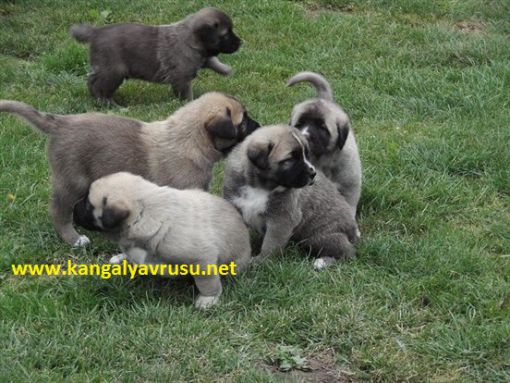 Kangal Köpeğinin Fiziksel Özellikleri