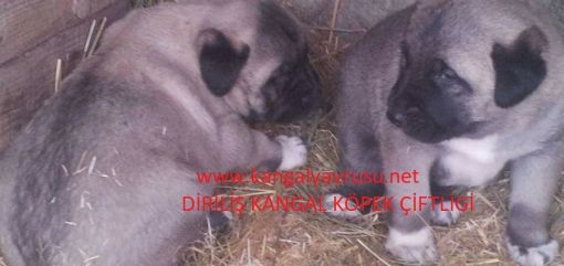  ayıboğan ve kurt bogan kangallar