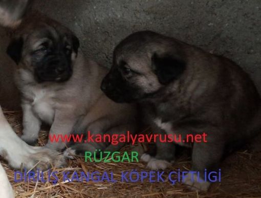  kangal köpek çiftliği-KANGAL YAVRUSU SATIŞLARI