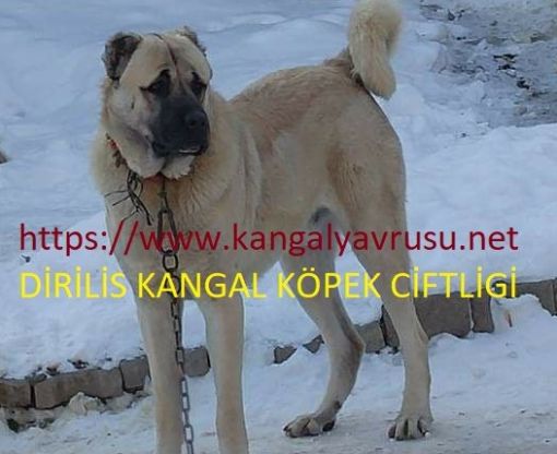 Kangal yavru fiyatları,seceresine ırkına göre fiyatlarımız degişmektedir.