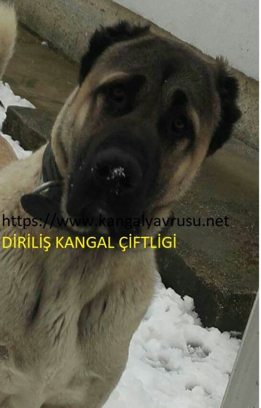  AYIBOĞAN VE KURTBOĞAN KANGAL - kangal köpek çiftliği