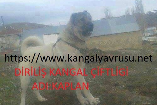 damızlık kangal, damızlık dişi kangal, damızlık erkek kangallar