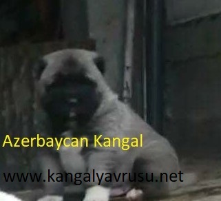 ucuz kangal fiyatları | Satılık kangal ucuz kangal fiyatları | Satılık kangal