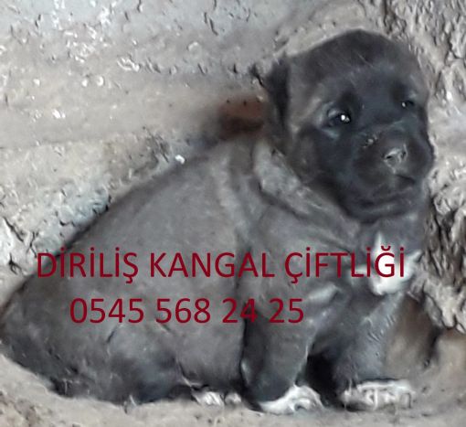    Satılık Kangal Köpeği İlanları ve Fiyatları Diriliş kangal çiftliğimiz Sivas Altınyayla ilçesinde hizmet vermektedir.Çiftliğimiz Tarım Ve Orman Bakanlığına kayıtlıdır.Kangal yavrusu alacak olan müşterilerimizin sosyal medya itibar etmememelidirler.İnter üzerinden kangal çiftliği adı altında satış yapılan yerlere itibar edilmemelidir.Kangal köpegi araştırması yaparken ilk olarak ticaret yapacağınız kurumu ve kişiyi iyi araştırmalısınız.Çiftliğimiz Tarım il müdürlüğünü arayarak bilği alabilirsiniz.Çiftliğimize ait satış ve izn belgeleri,ruhsatlarımız ve sitemiz üzerinden ulaşabilirsiniz.