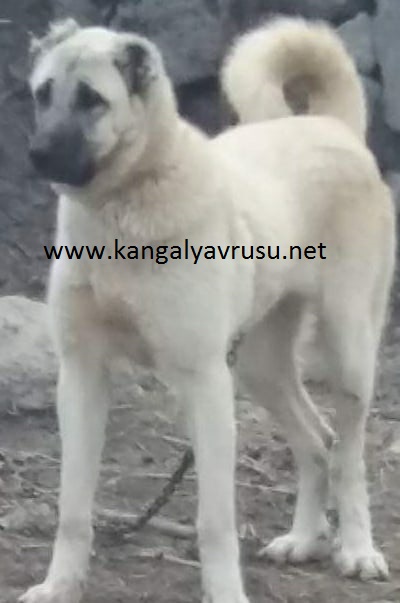  Kangal çoban köpegi,anadolu çoban köpegi,meydancı kangal satışlerımız için diriliş kangal çiftliği irtibat kurunuz.