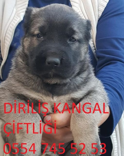  malaklı ve Anadolu çoban köpeği ,Anadolu çoban köpeği,malaklı yavruları ve akbaş kangal yavruları üretimi Diriliş kangal köpek çiftliğinde tüm Türkiye  hizmet VERMEKTEDİR.