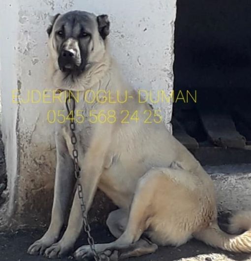 satılık kangal yavruları ve ılanları-Diriliş kangal çiftliği Satılık kangal yavruları ve ilanları 2023/ s9 safkan kangal yavru satışlarımız 3000 tl.