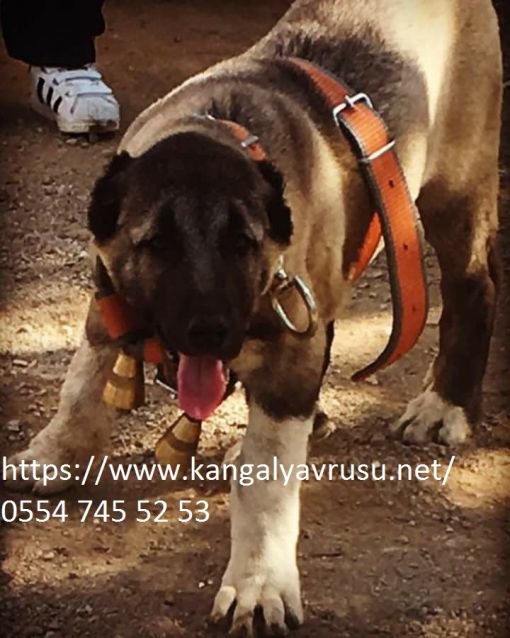  SATILIK KANGAL-S -9 KANGAL YAVRUSU-RAKİ