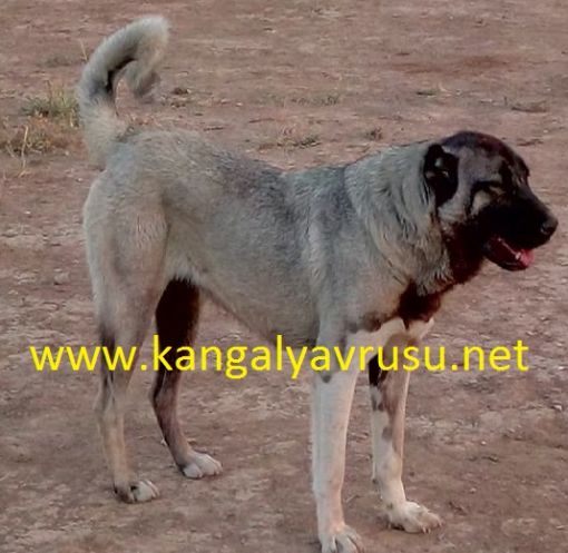 sivas kangal yavrusu ve kangal köpek fiyatları uygun fiyata yetişkin kangal satışlarımız başlamıştır.