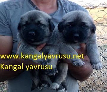  karabaş yavru kangal satışlarımız:Panter kangal yavrusu satışı