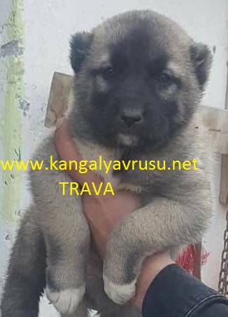  YAVRU KANGAL FİYATLARI/KANGAL YAVRU SATIŞLARI