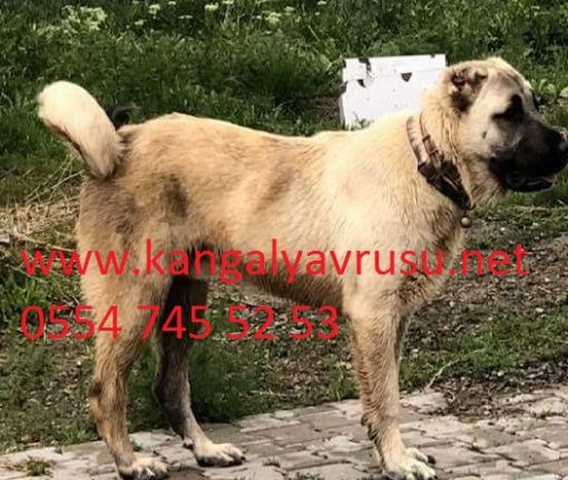  sivas kangalı-satılık kangal yavruları