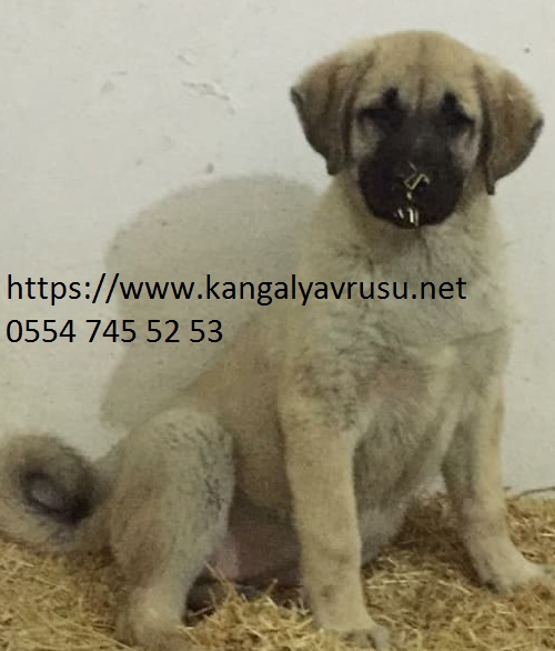  satılık kangal-Satılık kangal yavruları-ucuz kangal