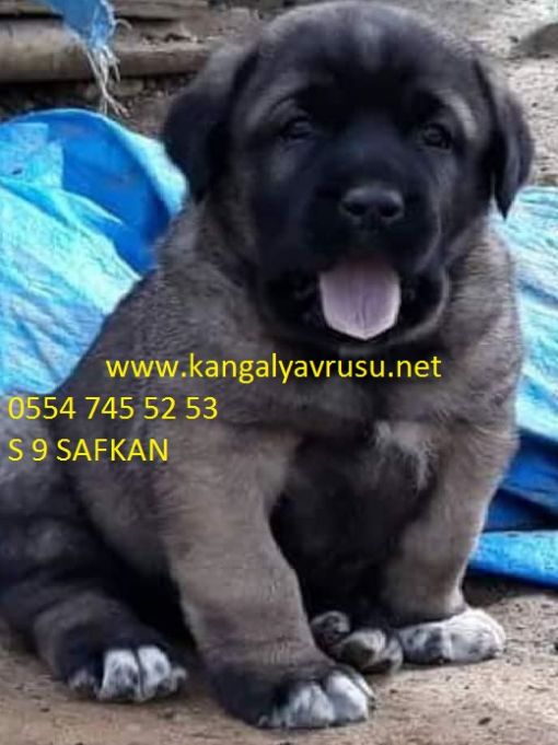 Kangal Yavrusu Satislari Yavru Kangal Fiyatlari