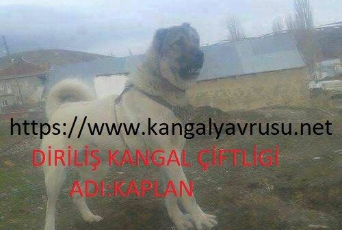  Satılık kangal köpekleri 2019 uygun fiyata kangal satışlarımız başlamıştır.