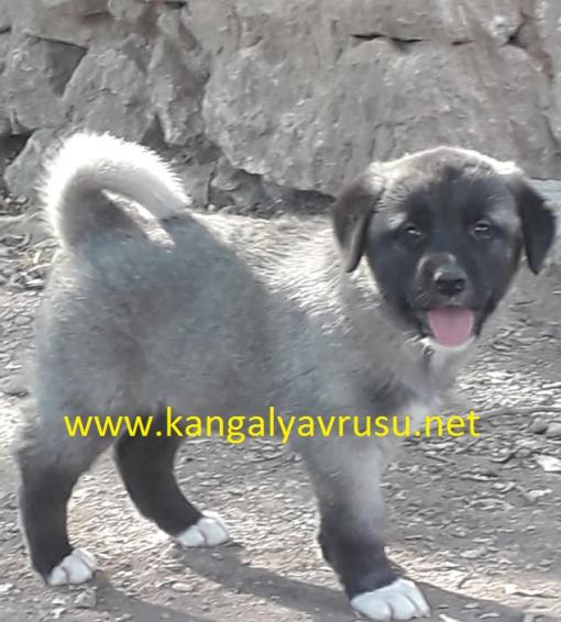  panter kangal yavrusu,koca kafa kara kırçık kangal