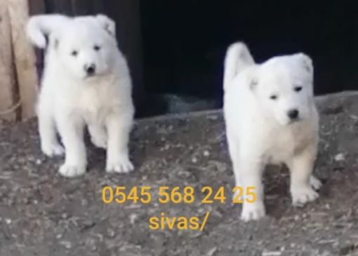  Akbaş kangal köpeği yavrusu Diriliş  kangal çiftliğinde üretim yapılmaktadır.2022 yılı Akbaş çoban köpeği yavrusu erken rezarvasyonların da  büyük  indirimler uygulanmaktadır.