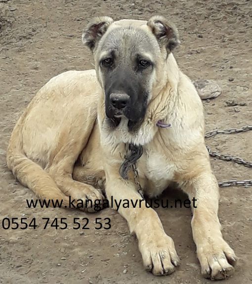  sivas kangalı özellikleri:satılık kangal yavrusu