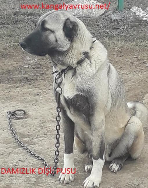  uçsuz bucaksız ovaların koruyucusu sivas kangalı ve kangal yavrusu.