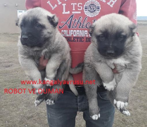  İzmir  yavru kangal satışı,satılık kangal yavrusu izmir,satılık kangal izmir