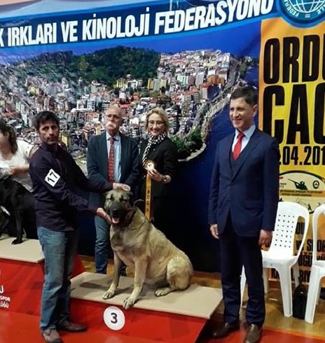  Köpek Irkları ve Kinoloji Federasyonu öncülüğünde, Ordu Gençlik ve Spor İl Müdürlüğü himayesinde, Ordu Büyükşehir Avcılar Derneği tarafından düzenlenen yarışmaya, Türkiye'nin dört bir yanından getirilen köpek ırkları katıldı. Yaklaşık 50 köpeğin podyuma çıktığı yarışmada, Ordu, Antalya, Bursa, İzmir, İstanbul, Sivas, Samsun, Sivas, Rize ve diğer illerden gelen katılımcılar, köpeklerinin dereceye girebilmesi için çabaladı. Küçük yaştaki çocukların da ilgi gösterdiği yarışmada, renkli görüntüler oluştu.